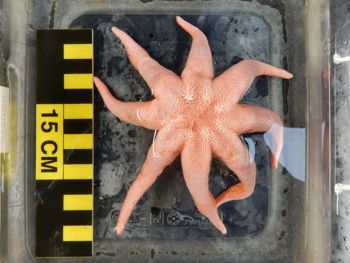 Media type: image; Invertebrate Zoology 151075